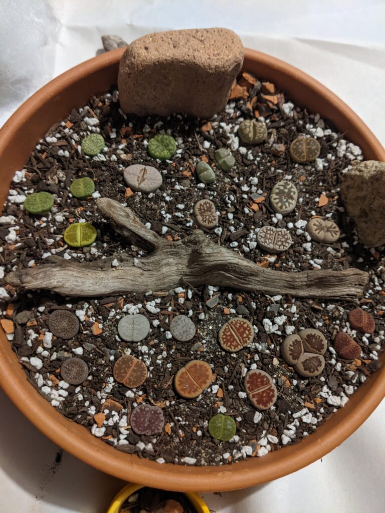 Good resources for lithops identification?
