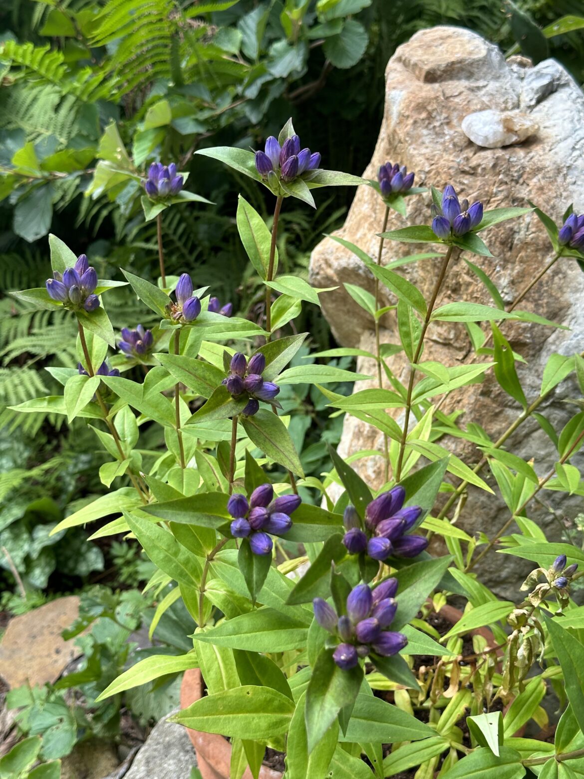Gentiana linearis - native to Appalachian ecoregion