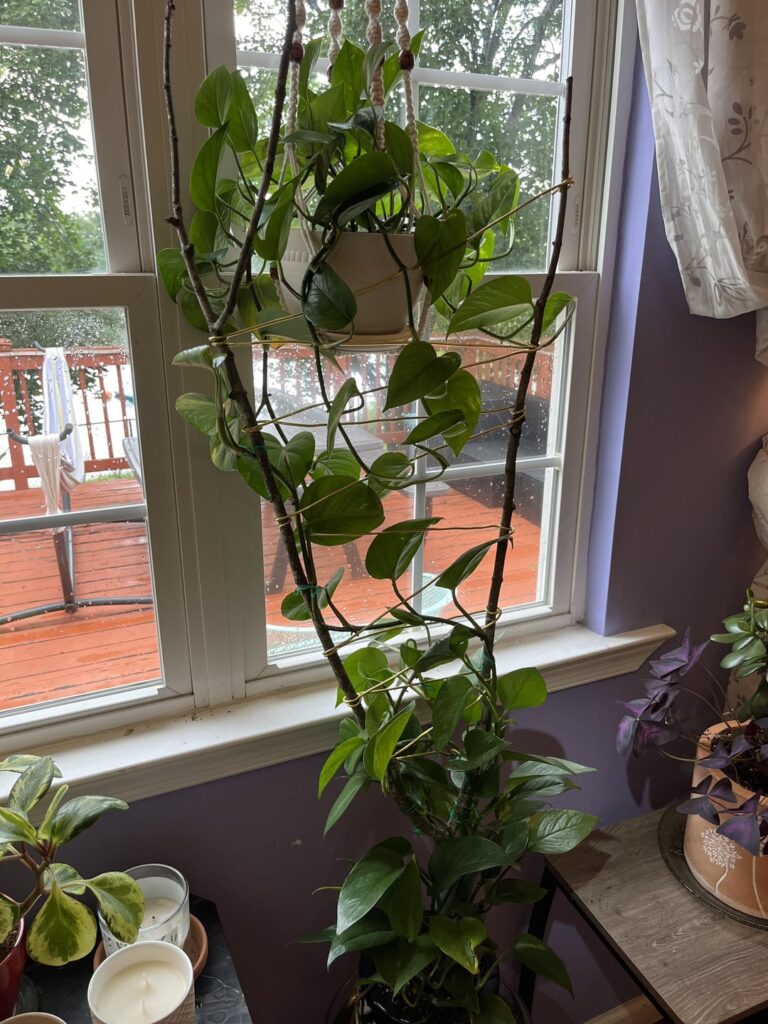 Hanging or climbing? Por Qué No Los Dos?