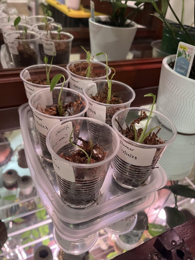 First Corm Adventure!