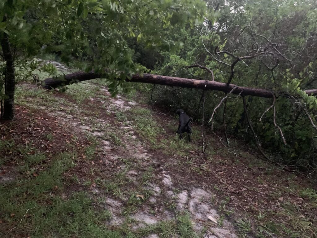 THATS IT? ONE TREEE?!