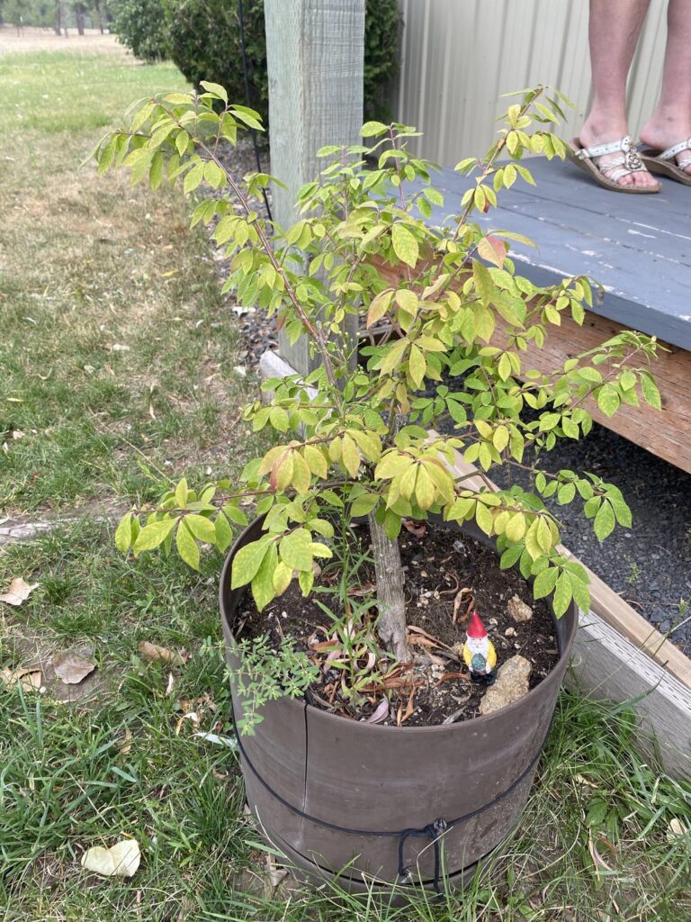 My uncle was gifted this by his boss. His boss wasn’t sure what it was either.