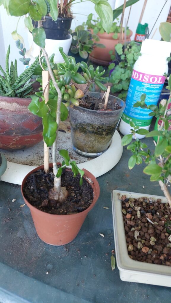 What species of plant is this. Thanks in advance