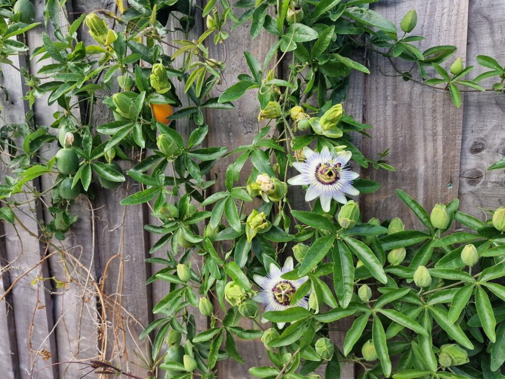 What is this, and is it safe to eat?