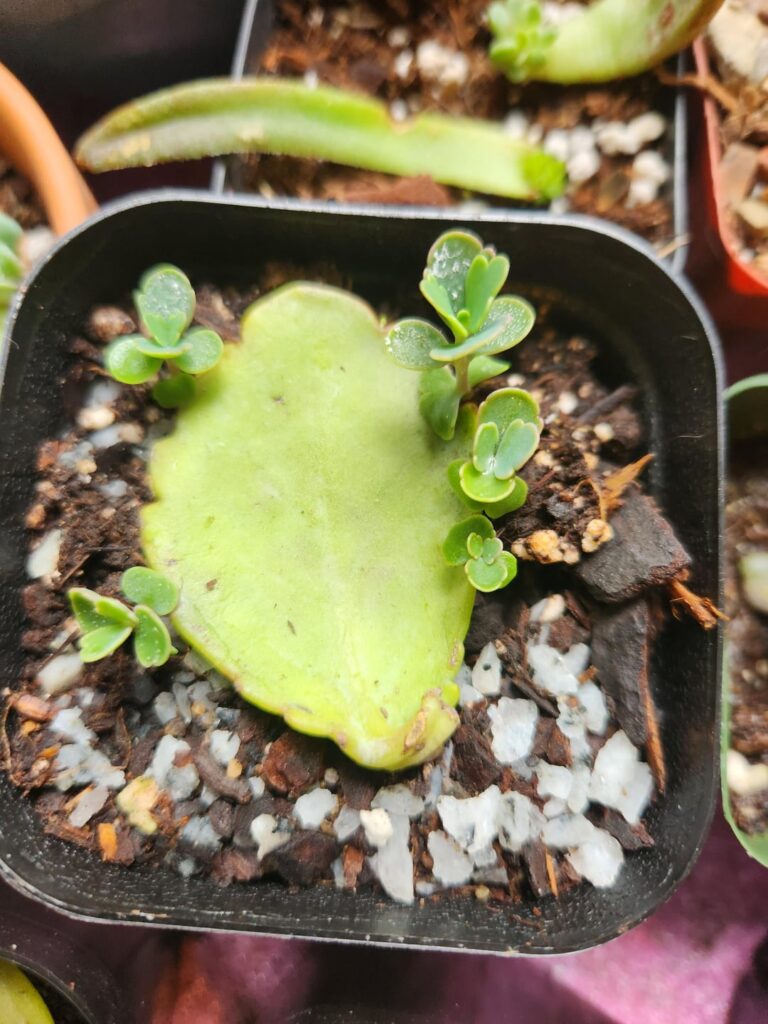 Props coming along nicely!