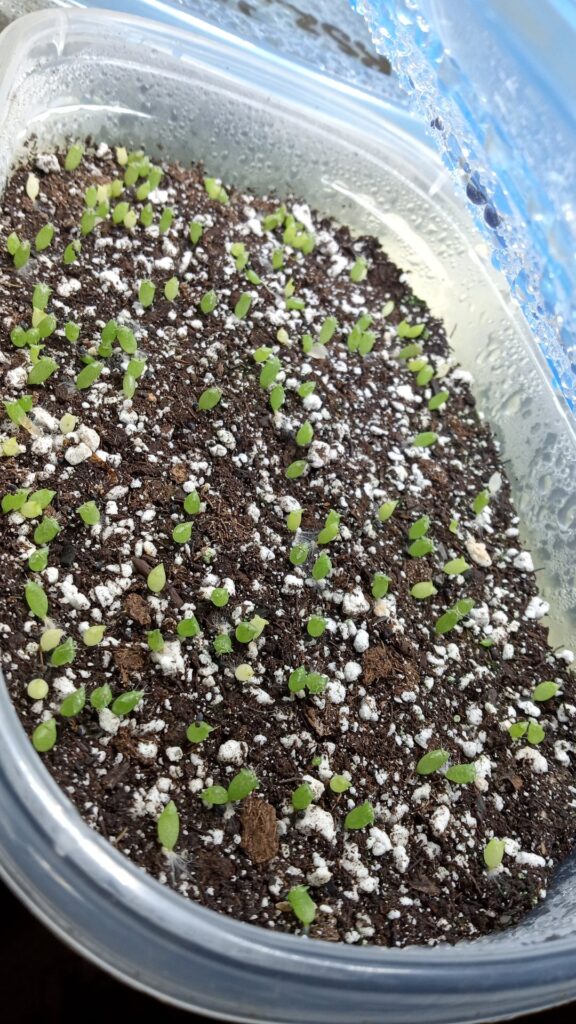 Normal seed tray? Normal seed tray?