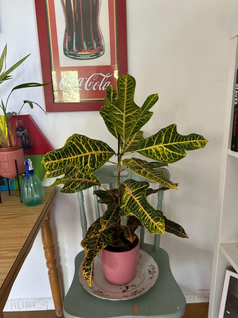 What is this guy? How do I care for him?