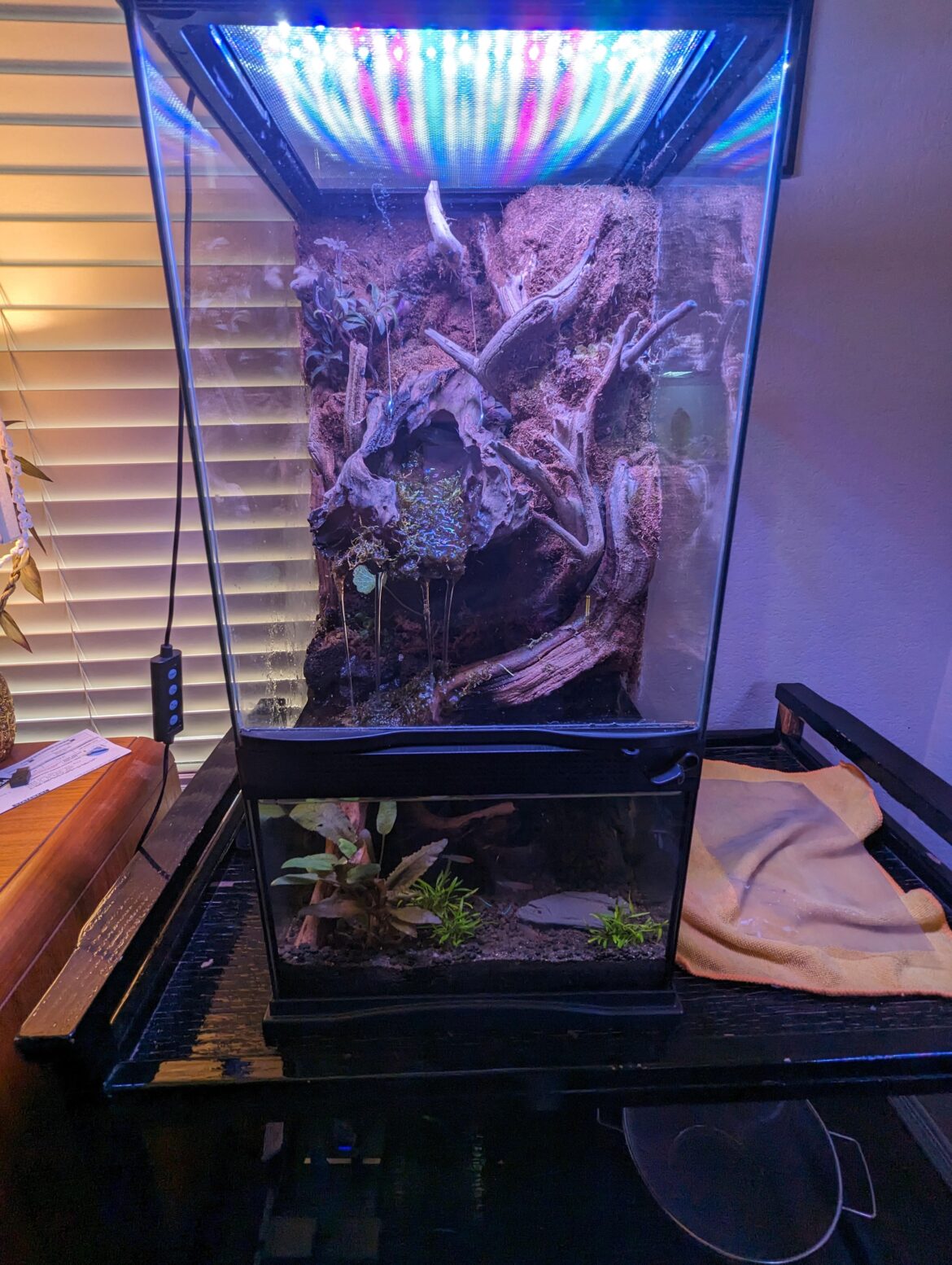 Handling mold on the wall of a Paludarium? Help! Handling mold on the wall of a Paludarium? Help!