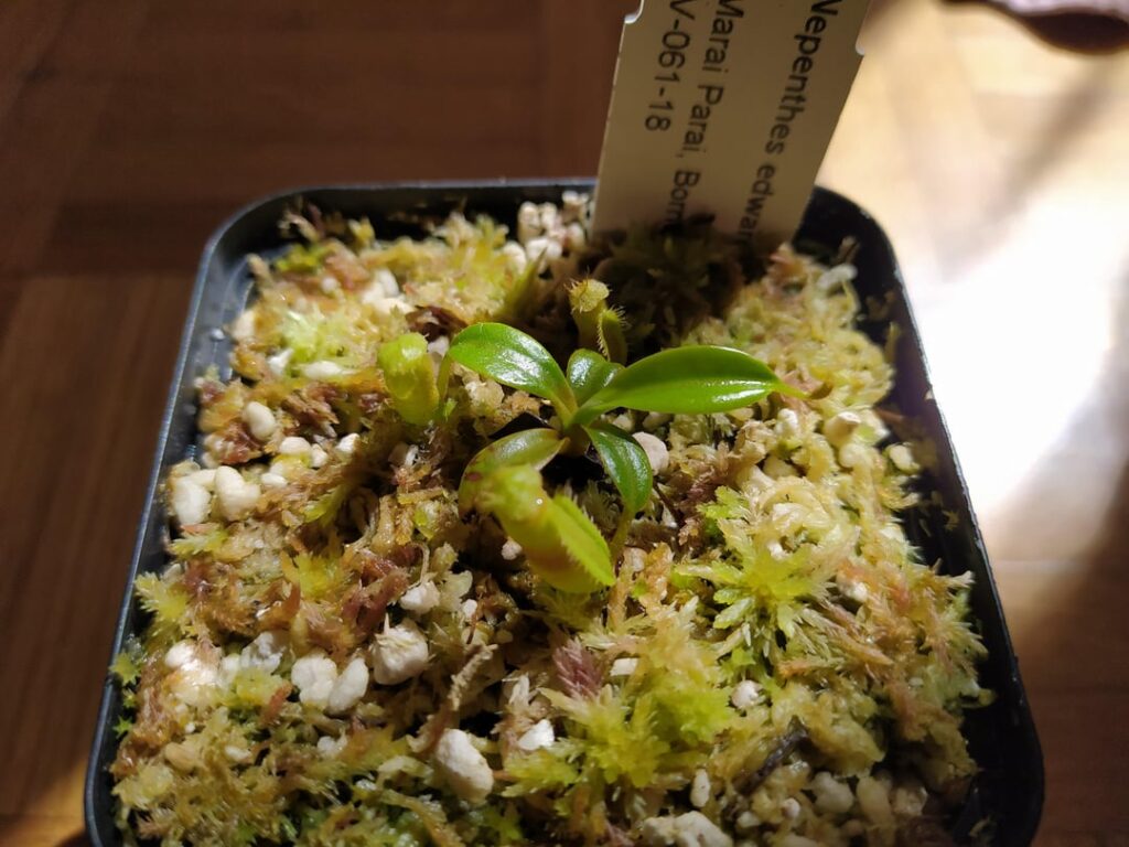 Still tiny, but sooooo worth it, Floravitro eddy finally starting to leaf jump a bit now <3