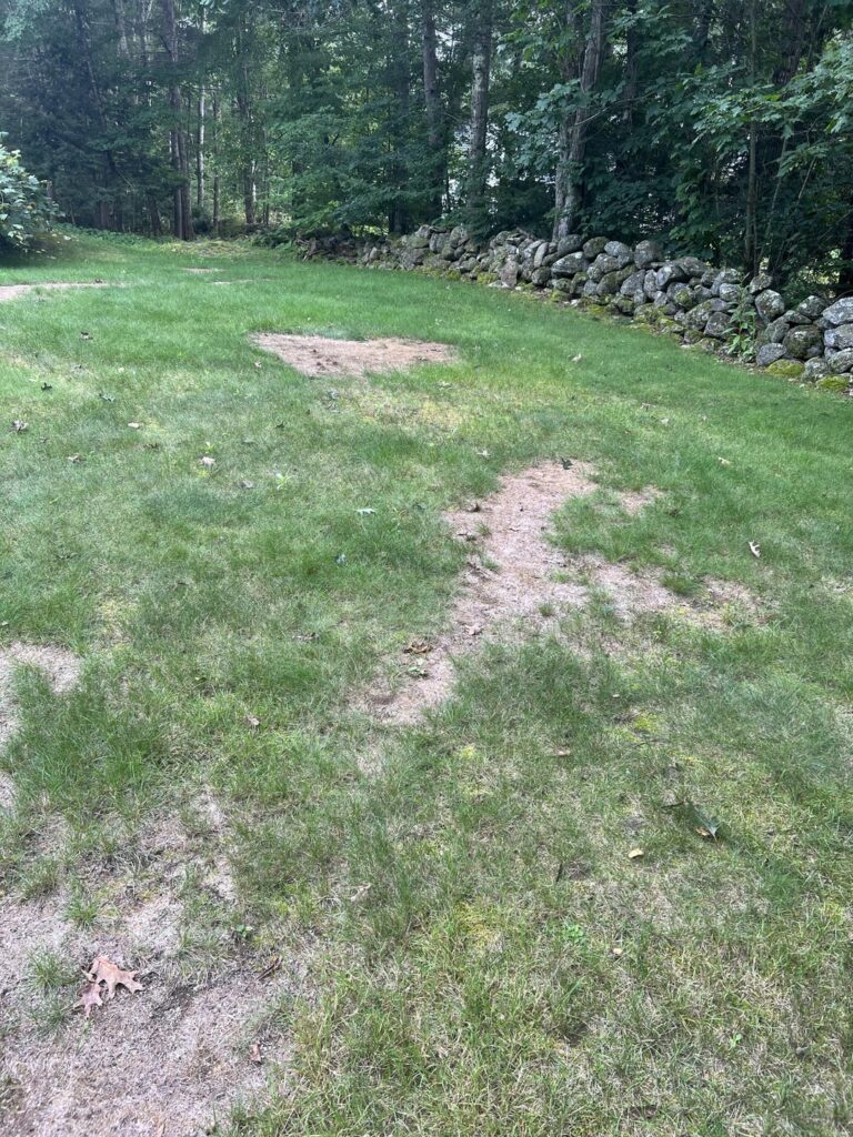 First time home owner, just moved in.. I don’t know where to start with this patchy lawn. Any advice? Massachusetts, US.
