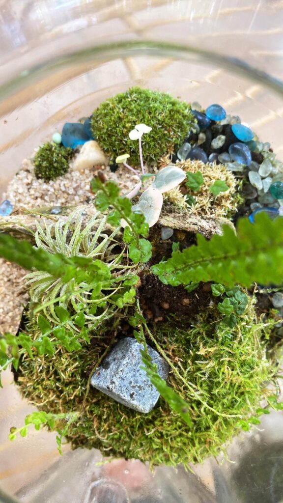 Who loves terrariums? @lilys.little.gardens on insta