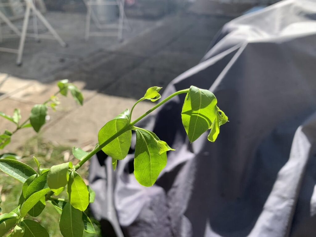 Help please. Leaves lost vigour and got wilted suddenly! 🙏