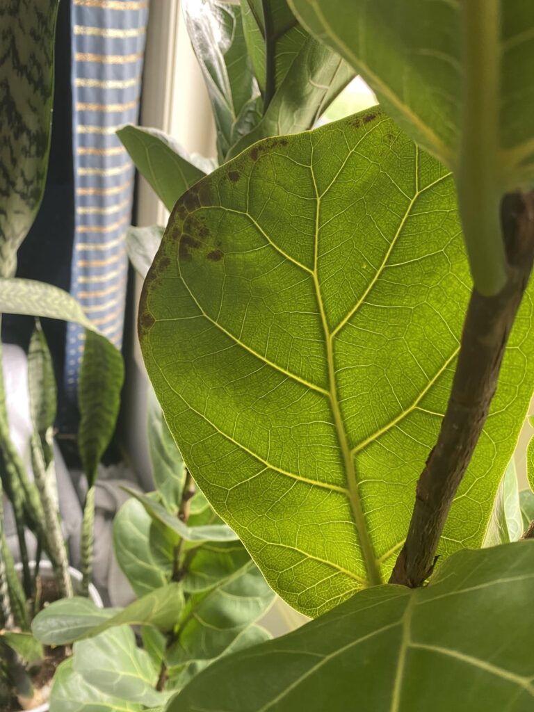 What is this on my Bambino??