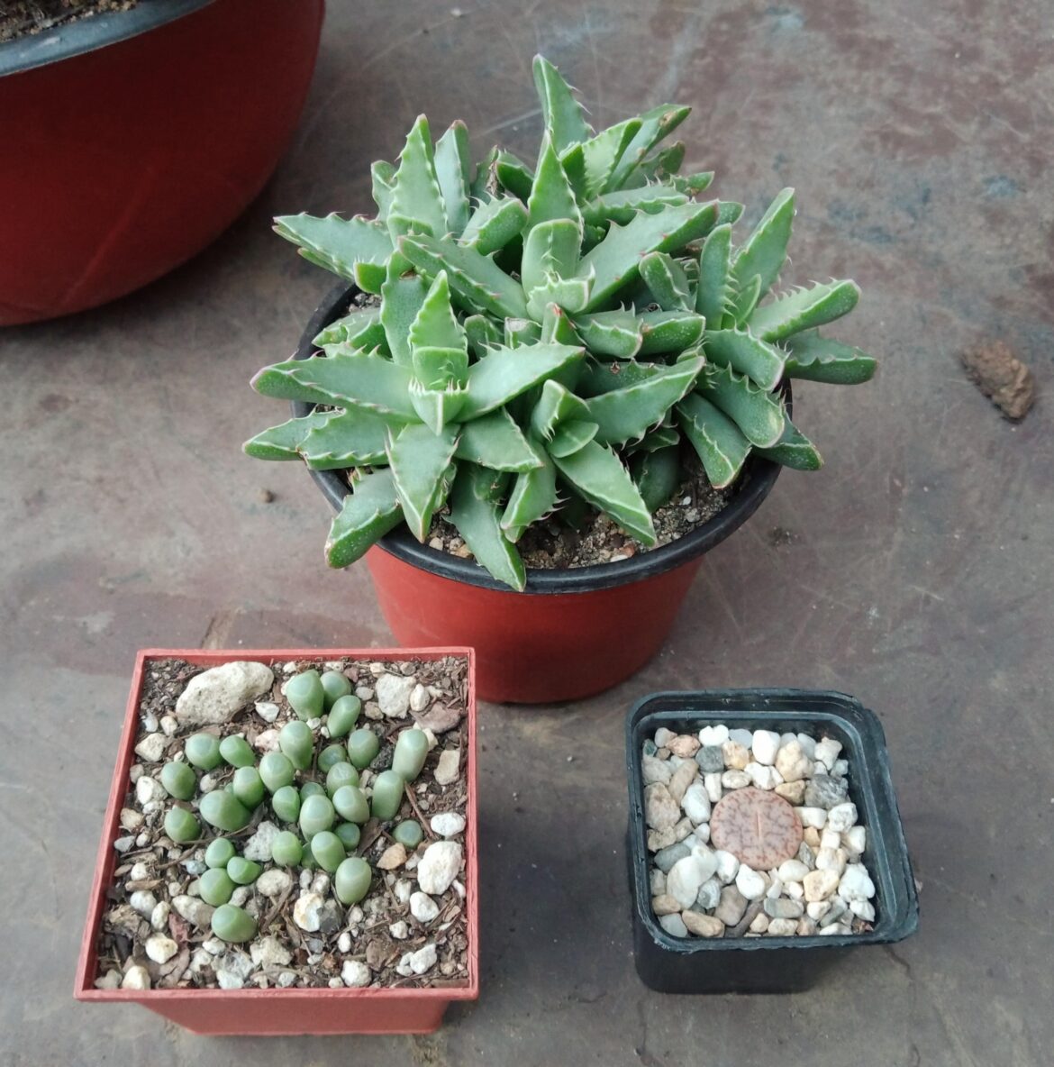 My Faucaria tigrina, Fenestraria and Lithops Pseudotruncatella