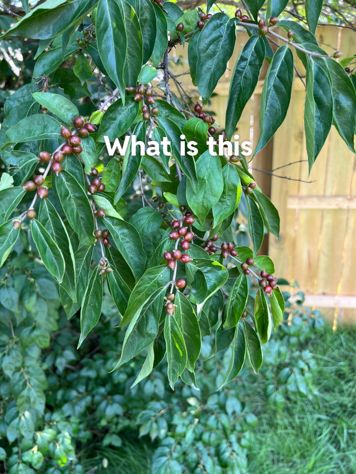 What is this and can I eat it