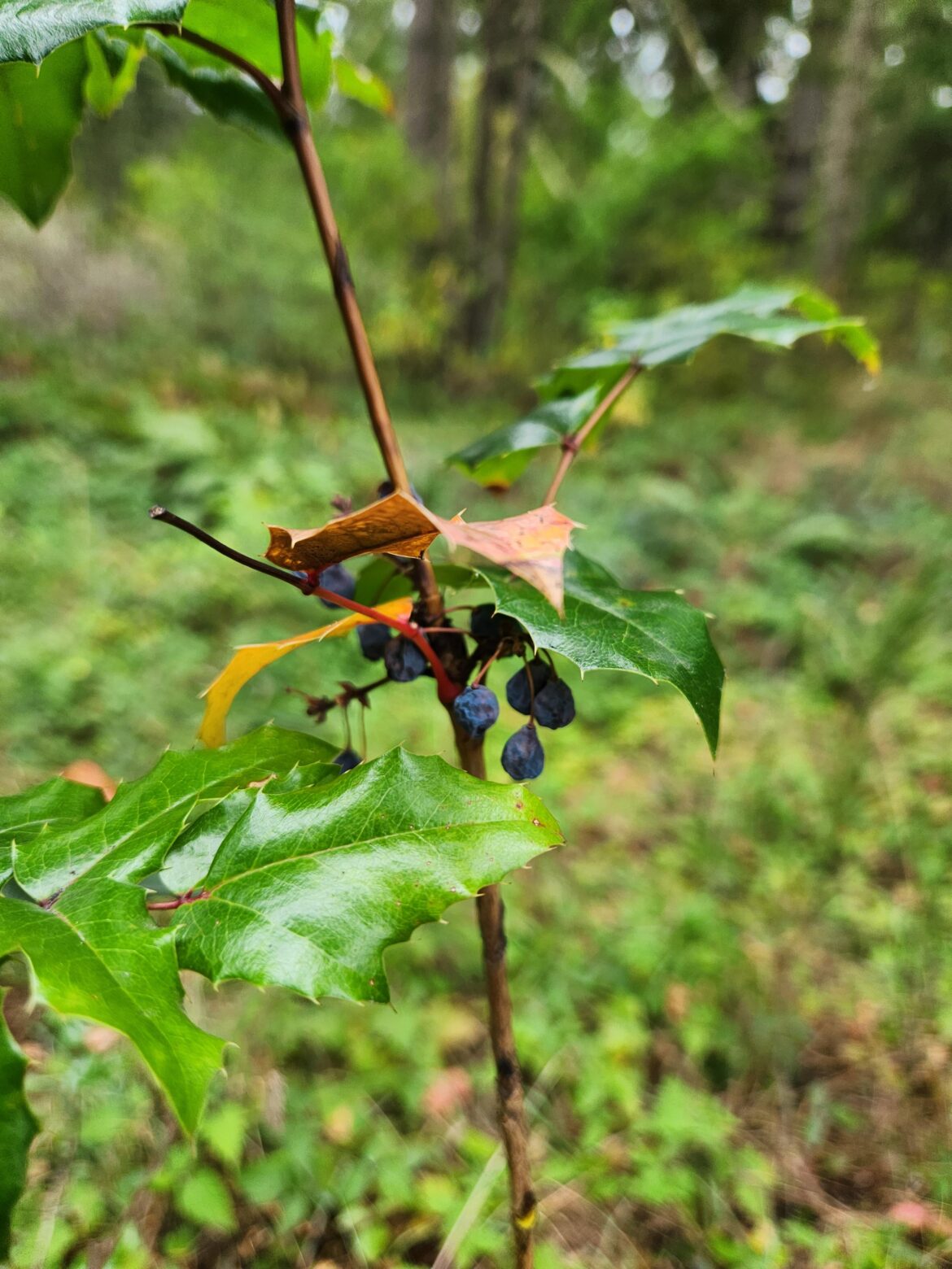 Possible ID? Northwest WA