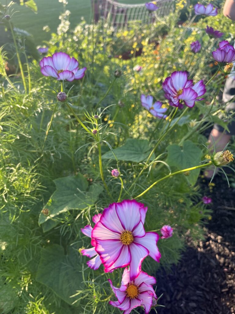 Found a really pretty flower/plant and I wondered what it was!