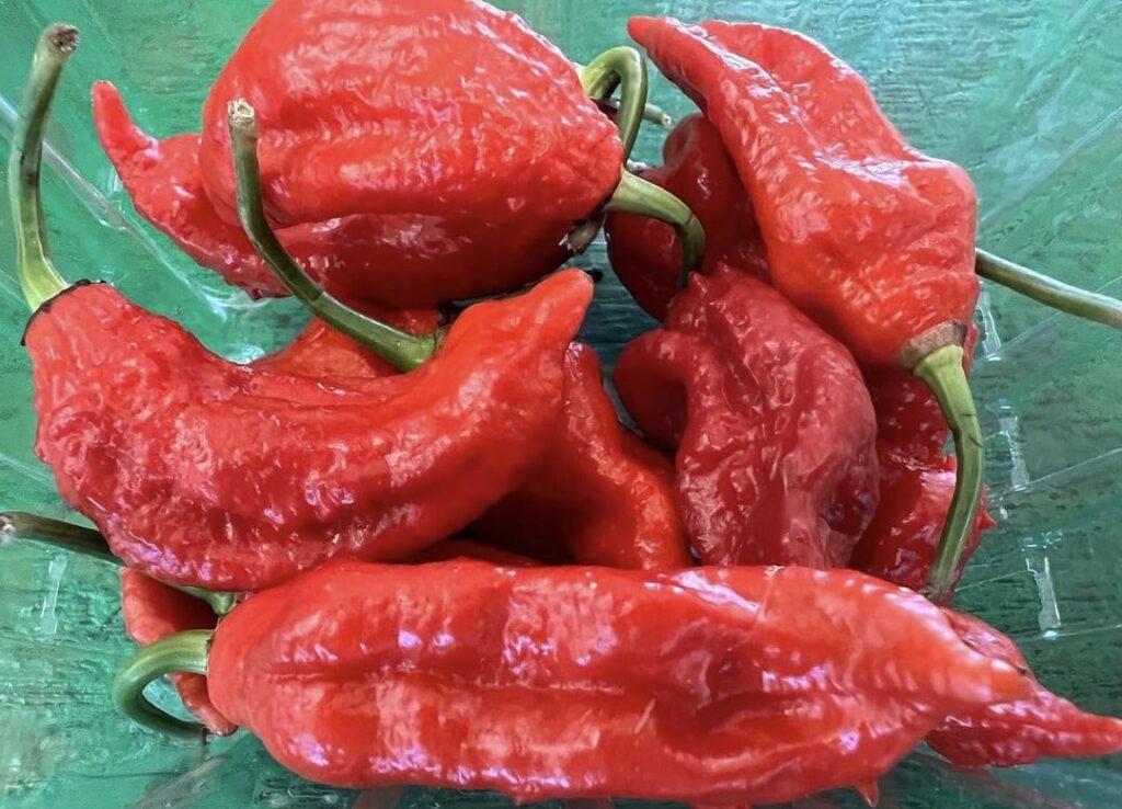 You guys have already seen my Reapers this year, so here are some Ghosts, or Bhut Jolokia, that we will also put on sale at the Farmer's Market this weekend. Along with my oh so creative sign (pic #2).