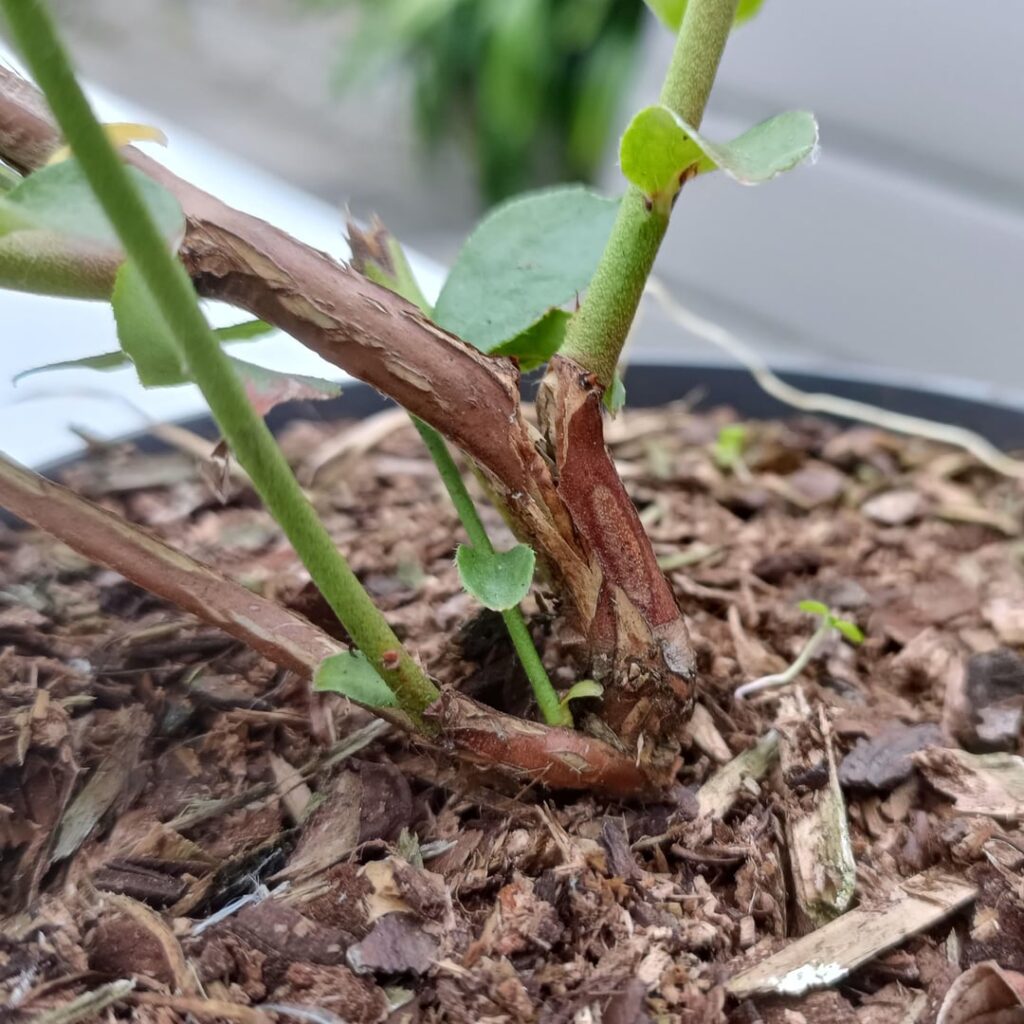 My new blueberry plant has a split right down the base trunk. What should I do?