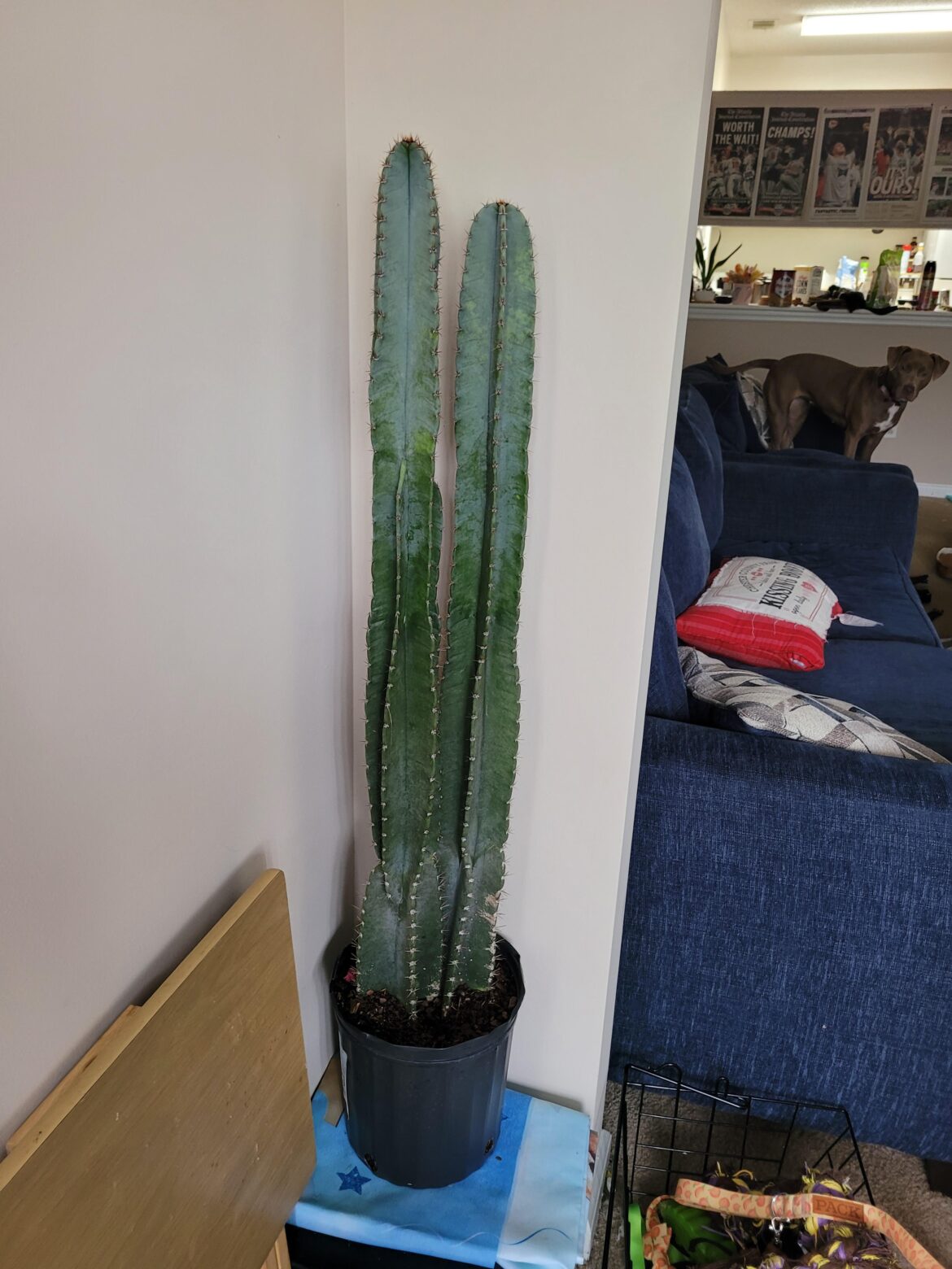 Had to bring this guy in due to the weather. He triples in size sence getting him from Walmart a few months ago. Must really love this ga heat