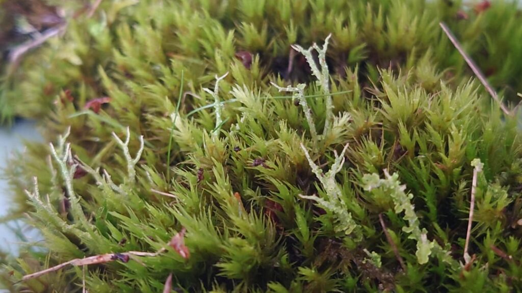 What are these in the moss?