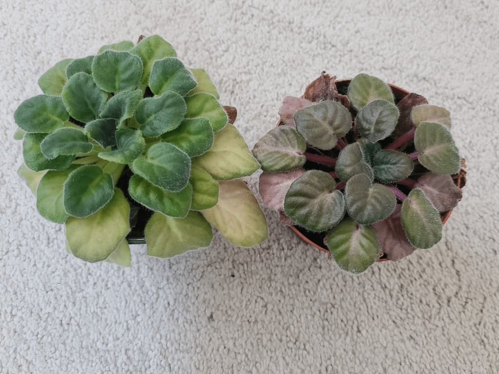 Help! My mom's favorite plants are African violets. She had to leave unexpectedly for a few weeks and they suffered a bit under my dad's care.