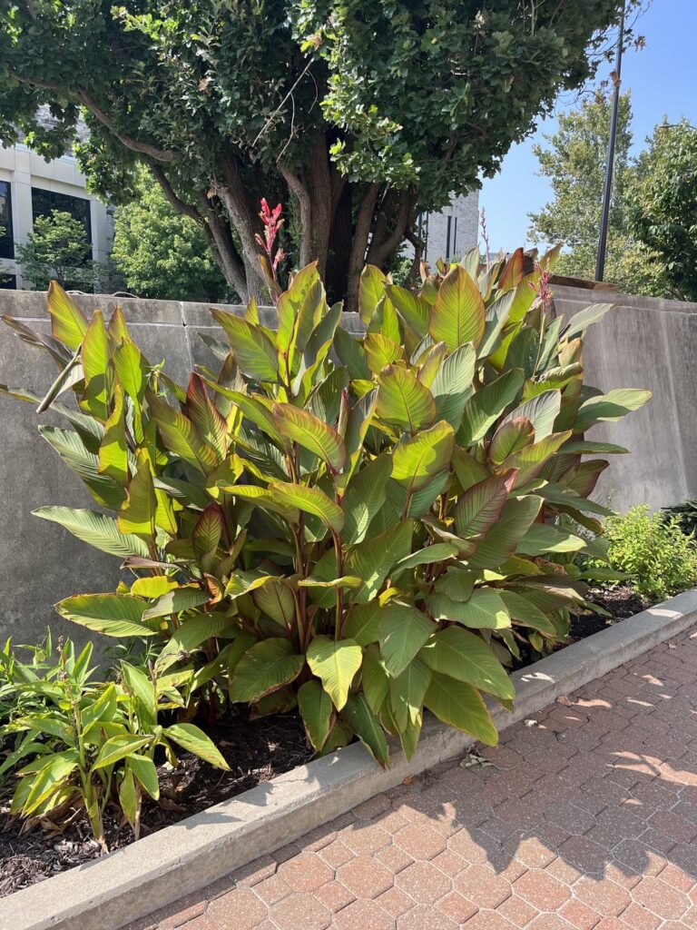 What is this, and what kind of care does it need?