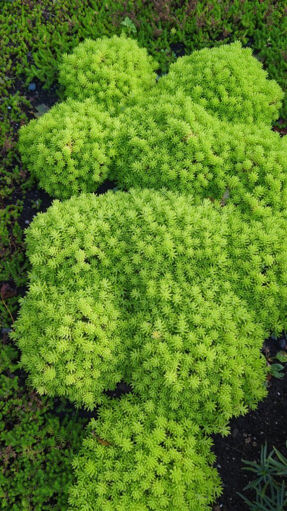 What is this succulent?