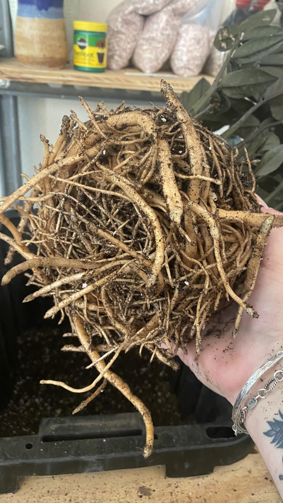 Why did my zz plant turn into noodles and can I eat them?