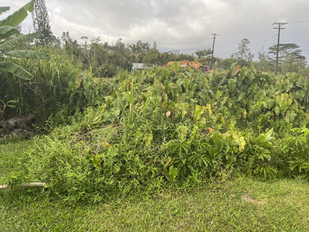 There’s an old fence behind this that I’d like to replace. How do I get rid of all this? There’s an old fence behind this that I’d like to replace. How do I get rid of all this?