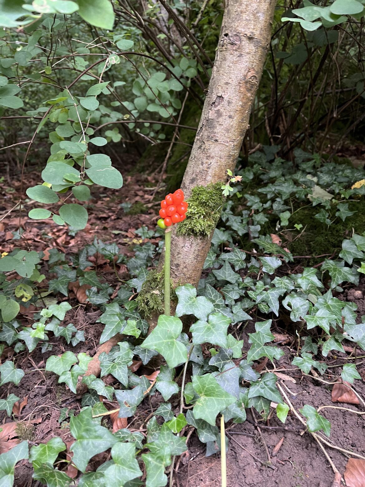 Can anyone identify this? England
