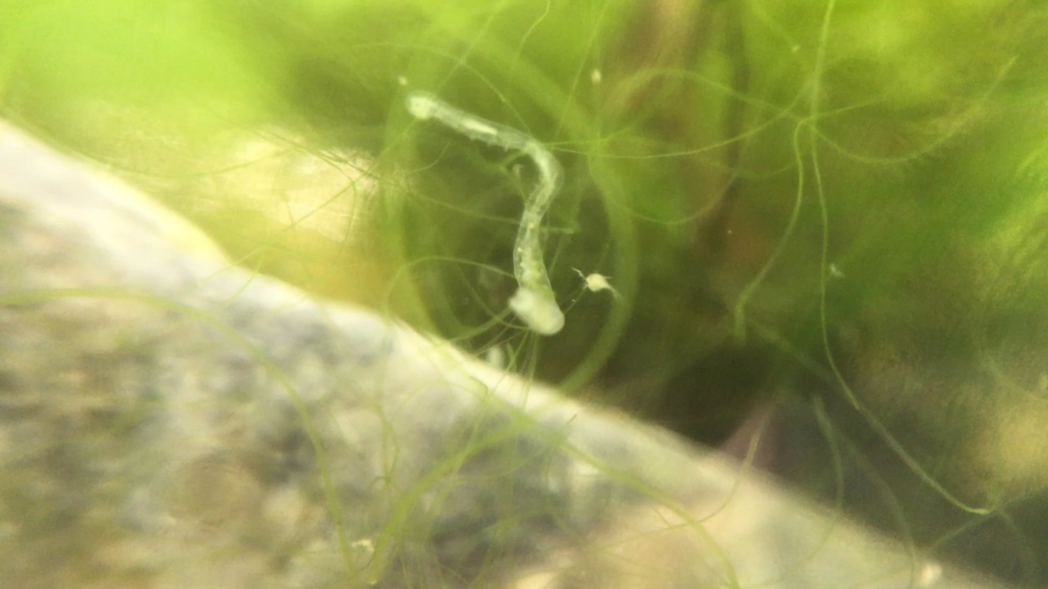 New species spotted in the jar! Not sure what this is