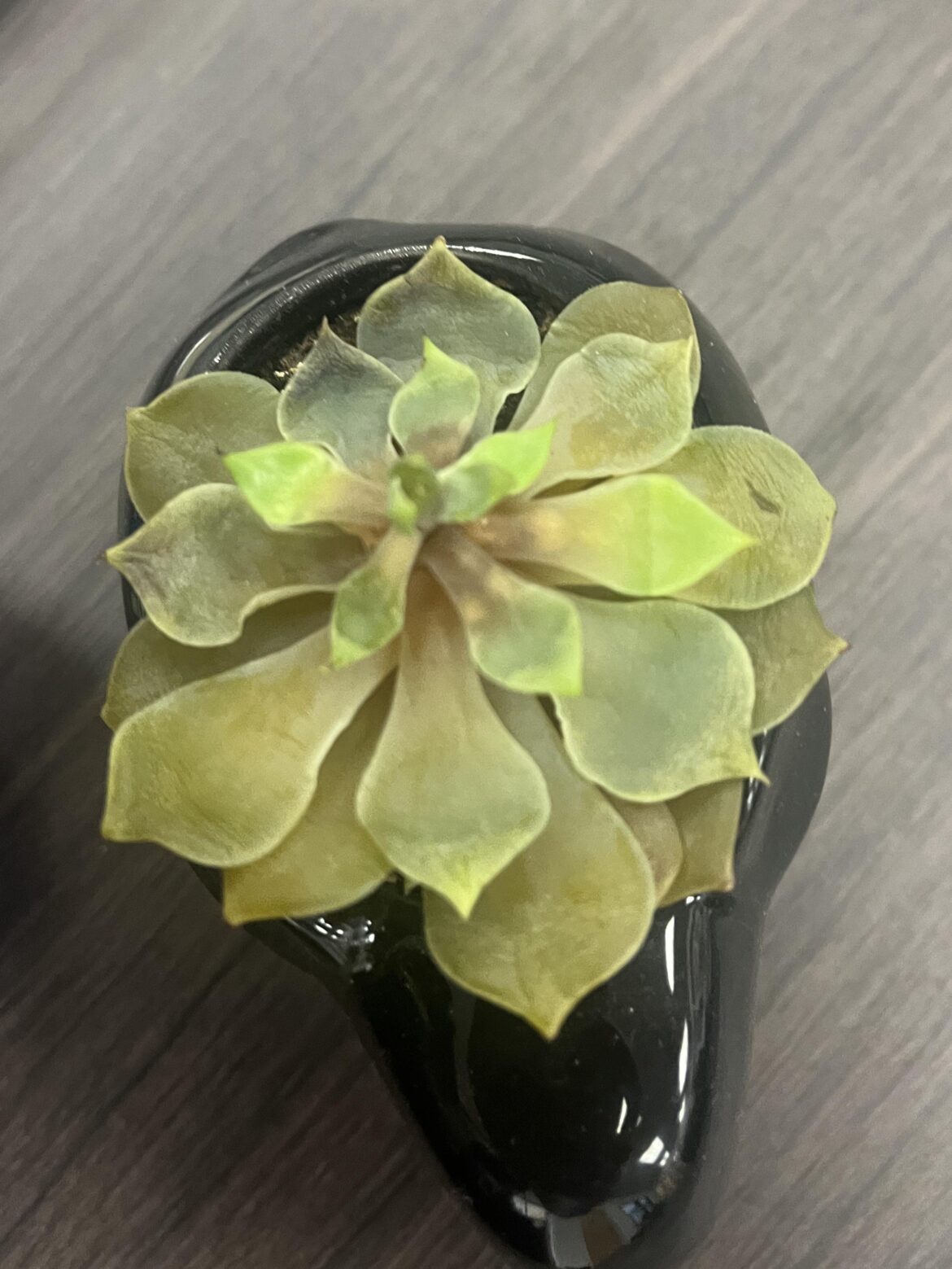 Over or under watered??