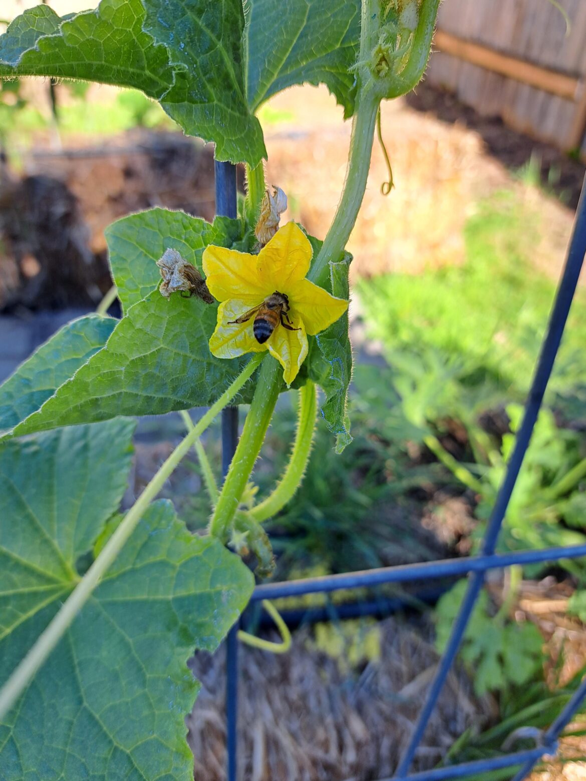 Finally getting bees back in my garden