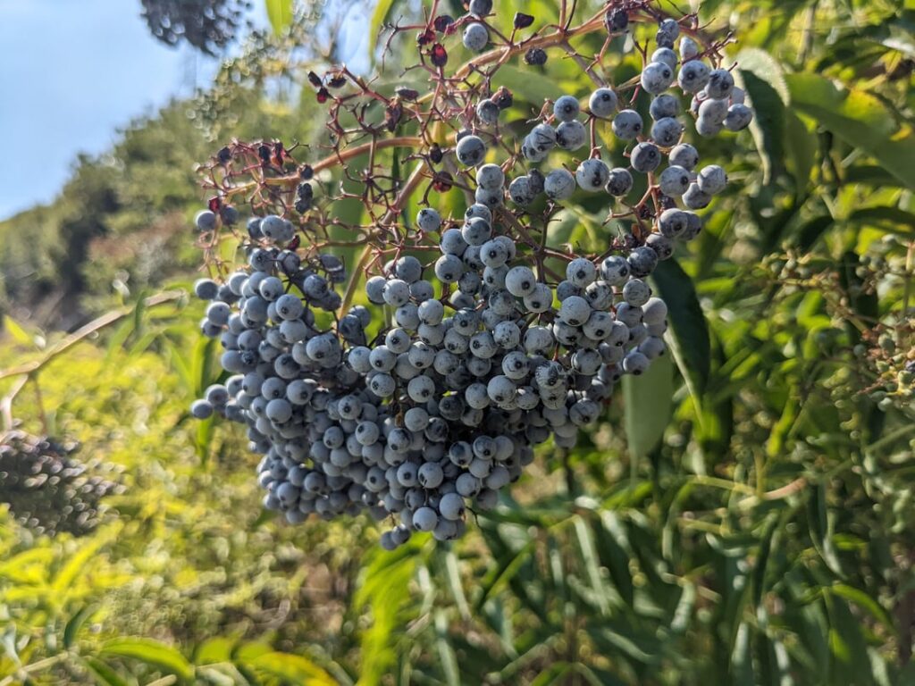 Elderberry? On a mountain ridge in coastal Oregon.