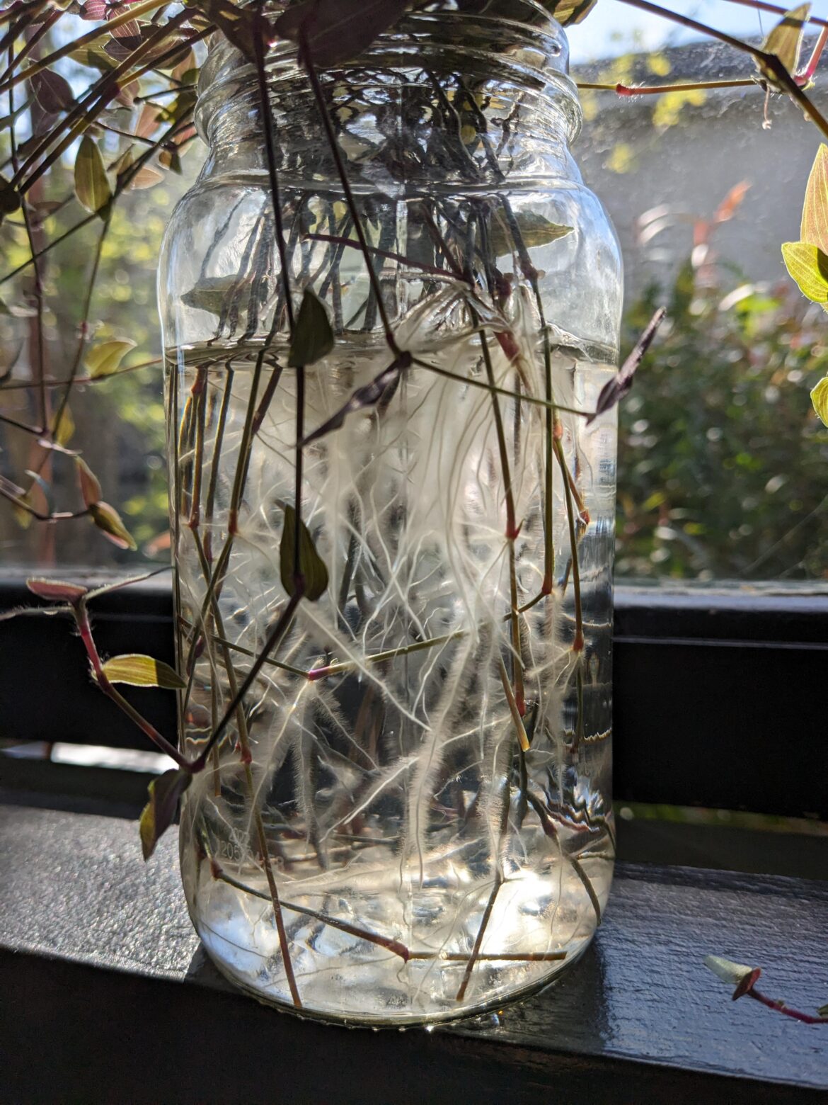 Look at those root hairs on my propogating bridal veil!