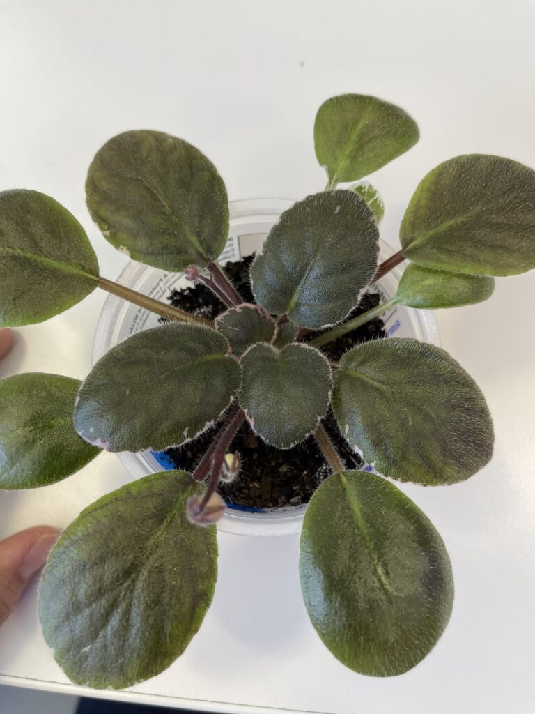 First flower from AV Fantasy seed