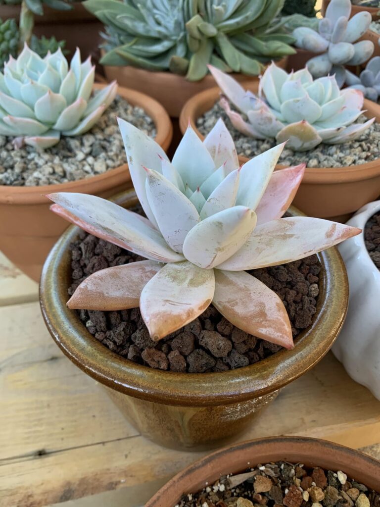 E. Colorata mexican giant 19 month progress