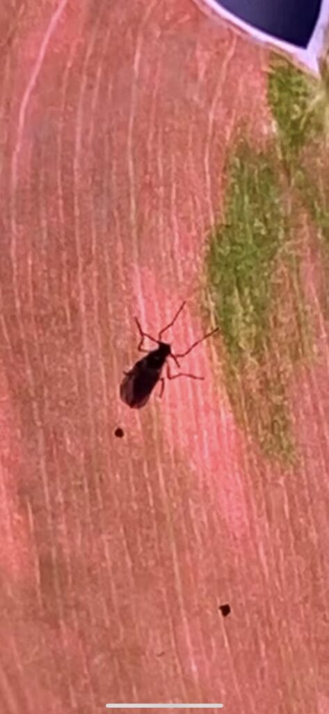 Does anyone know if these Will harm the plants?