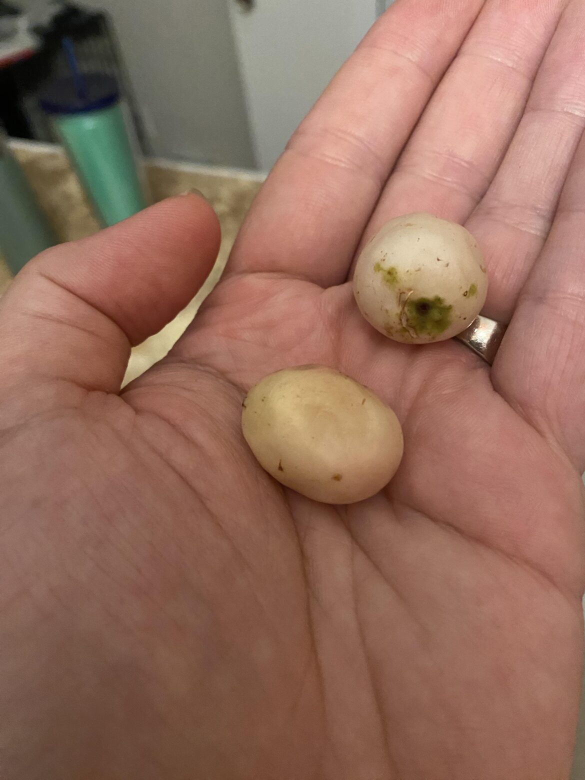 Can anyone identify these? From Central Florida scrubland and smell like grape popsicles