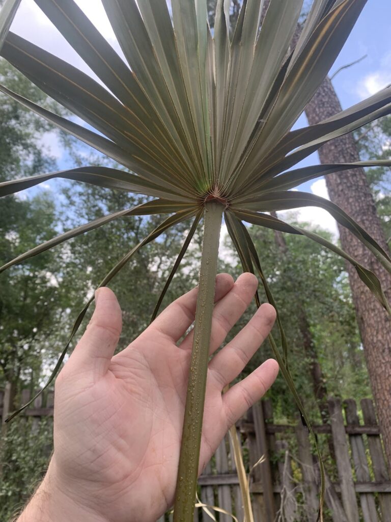 Anybody know what this is on my palmetto? Did a control burn on it yesterday. Does not taste sweet