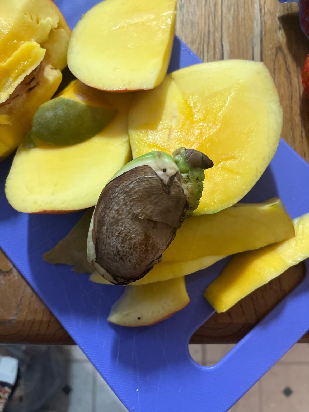 How to properly plant mango seed?