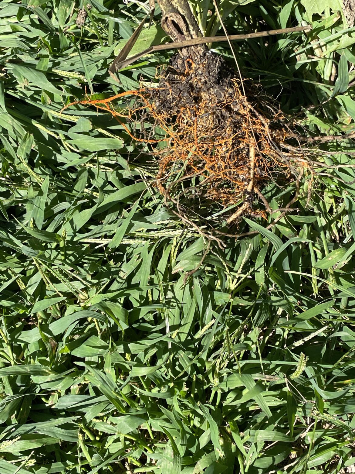 Can you help identify the disease?