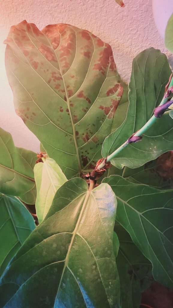 it did so well for the first couple months. what's happening????