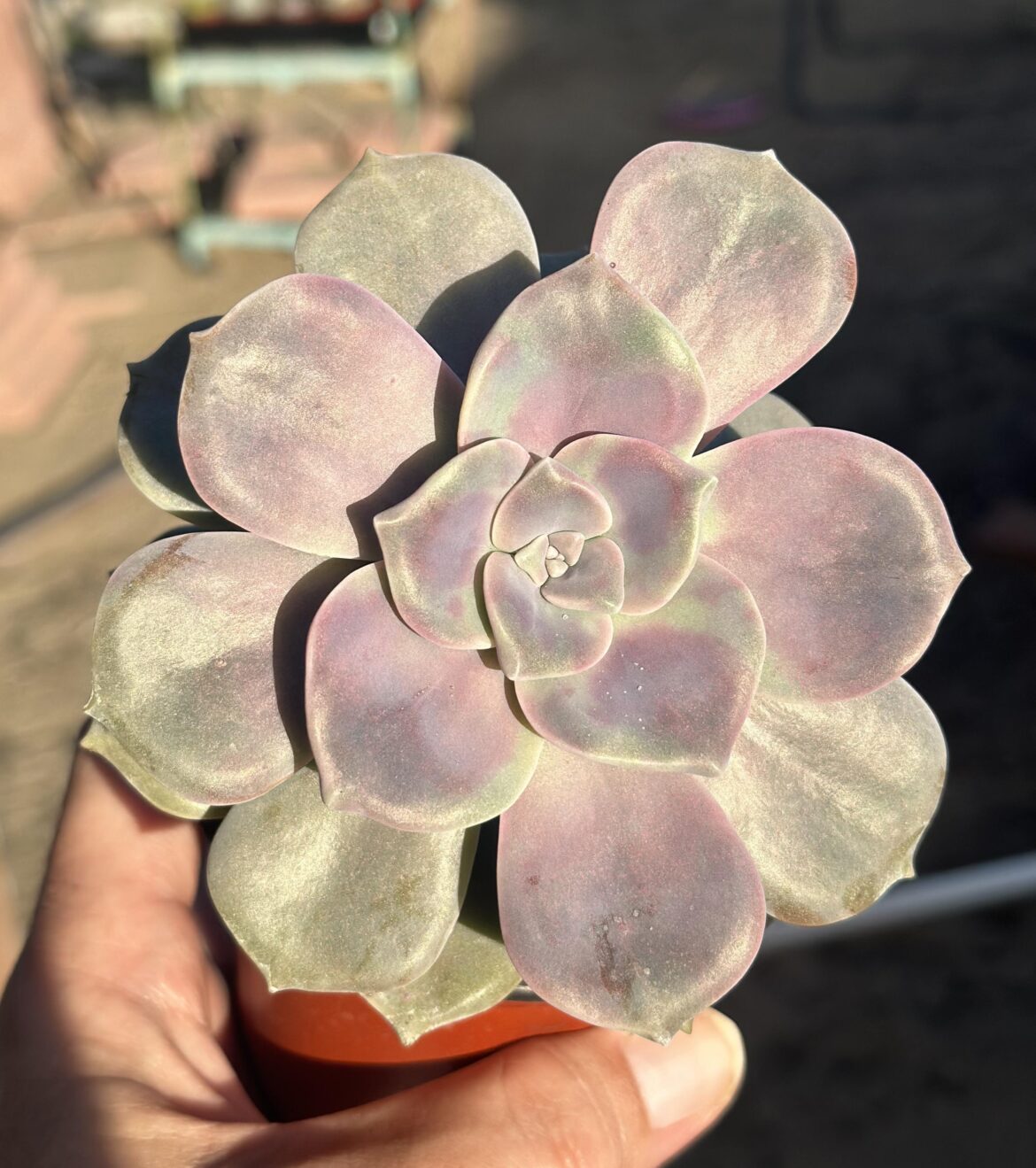 Moved my Graptopetalum into a sunnier spot. She seems to like it.