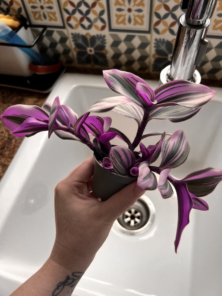 Obsessed with my tradescantia nanouk 💕