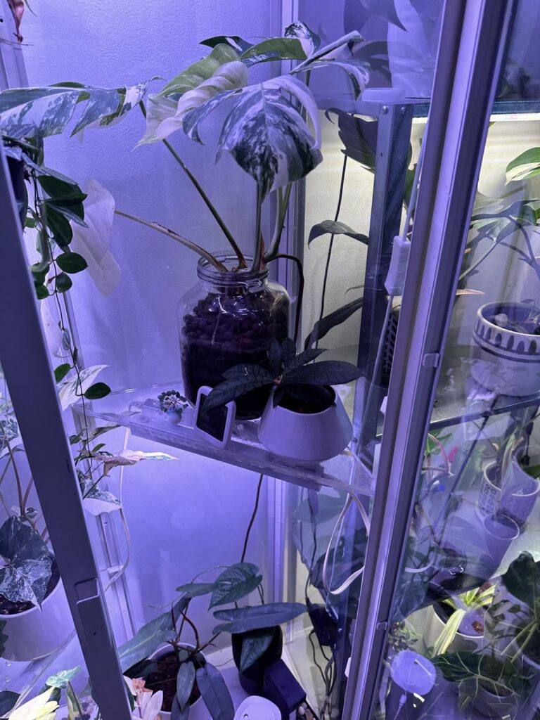 Should I cut the aerial root?