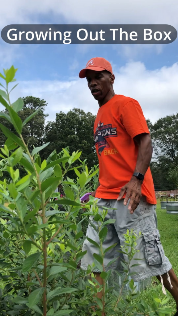 How to use milk in the garden - Georgia zone 8A