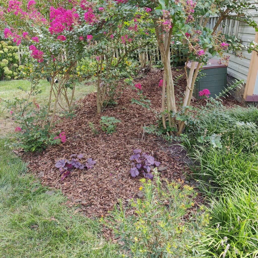 Cleaned up this bed today Cleaned up this bed today