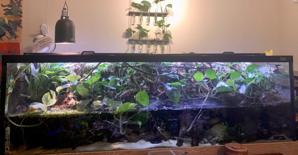 First paludarium First paludarium